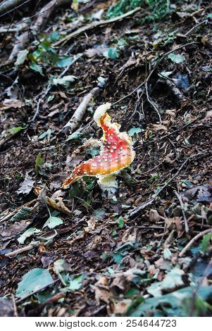 Fresh And Curious Amanita Muscaria In The Woods
