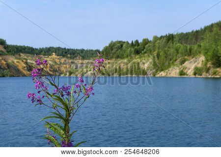 Bush Of Fireweed On A Background Of A Blurred Lake With Blue Water, Formed On The Site Of Old Abando