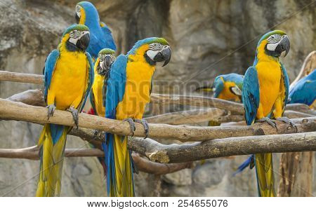 Macore Bird Hold On Branch In Animal Park.