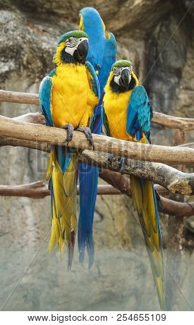 Macore Bird Hold On Branch In Animal Park.