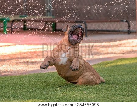 Funny Bulldog Puppy Playing In The Water On The Grass