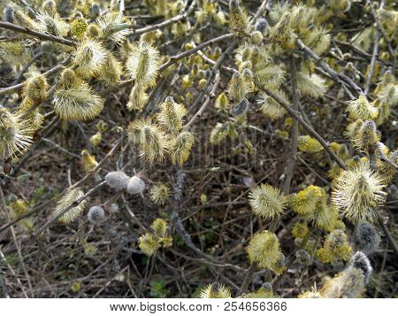 Blossoming Fluffy Pussy Willow Eastern Europe Traditional Easter Atribute