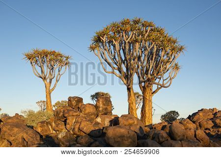 Warm Glow Late In Afternoon Sun Through Trees In Namibia Quiver Tree Forest Landscape At Keetmanshoo