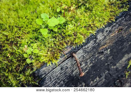 Wooden Boards Of The Old House, Covered With Moss And Rust-covered Nail.