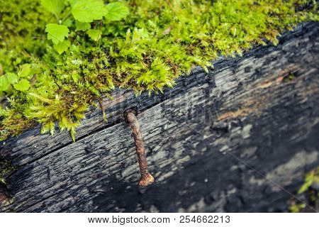 Wooden Boards Of The Old House, Covered With Moss And Rust-covered Nail.