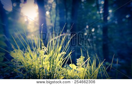 Spring Young Grass In The Morning Sun.