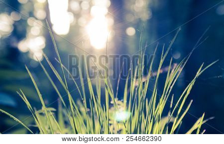 Spring Young Grass In The Morning Sun.