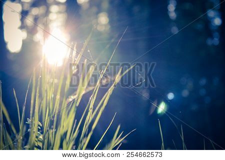 Spring Young Grass In The Morning Sun.