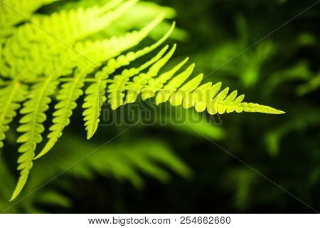 Fern In The Rays Of The Evening Sun In The Forest. Wildlife And Vegetation In The Forest.