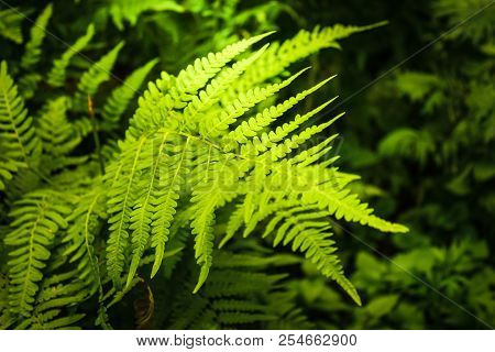 Fern In The Rays Of The Evening Sun In The Forest. Wildlife And Vegetation In The Forest.