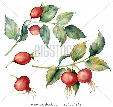 Watercolor Set With Two Branch Of Dog Rose, Red Berries And Green Leaves. Hand Painted Briar And Hip