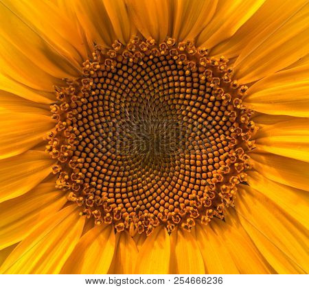 Sunflower Summer Flower Close-up Background. Agroculture, Harvest.