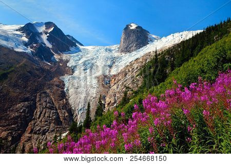 Fireweed In The Bugaboos, Britsh Columbia, Canada