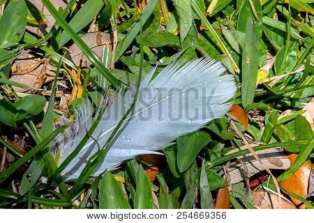 Close up view of dew drops on a white bird feather as it lies in the grass where it has fallen