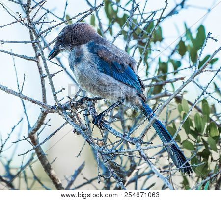 A Close Up Of A Scrub Jay Perching In A Bush In Martin County, Florida