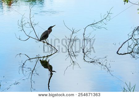 A scenic view of a green heron resting on a branch over a pond in a Florida wetland with reflections in the water.