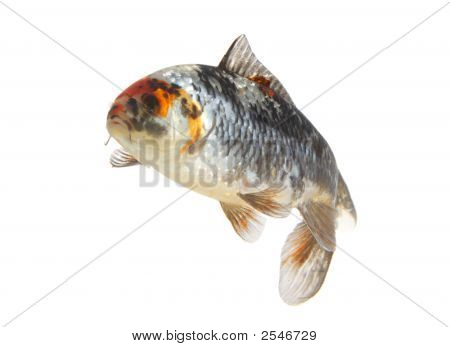 Koi06