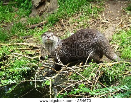 Otter - 2