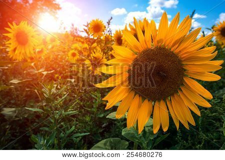 Sunflower Summer Flower Close-up, Against A Background Of Clouds At Sunset. Agroculture, Harvest.