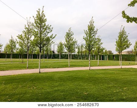 Young Trees In The Park, City Park With Young Trees, Lawn And Hedgerow