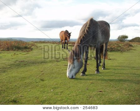 Grå hest