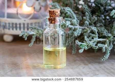 A Bottle Of Essential Oil With Fresh Santolina Chamaecyparissus Plant