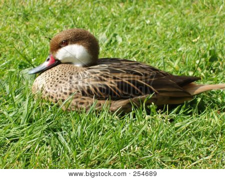 Duck i græs