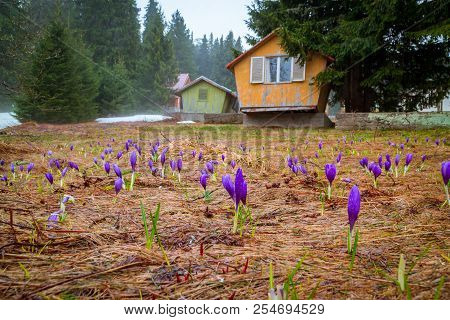 Saffron Crocuses Field In The Mountain Near Botev Peak