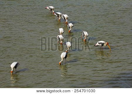 Painted Storks, Mycteria Leucocephala Ranthambhore Tiger Reserve, Rajasthan, India