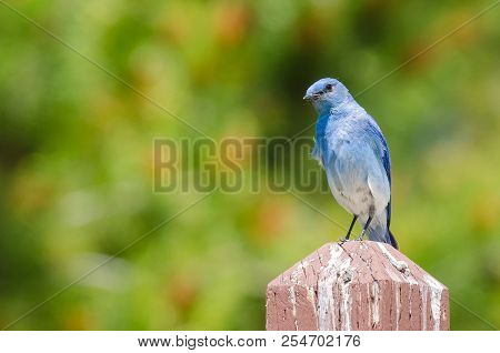 Regal Mountain Bluebird Perched Atop A Wooden Post