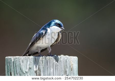 Spunky Little Tree Swallow Singing While Perched Atop A Weathered Wooden Post