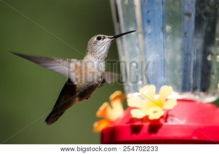 Broad-tailed Hummingbird Arriving At The Feeder For A Meal
