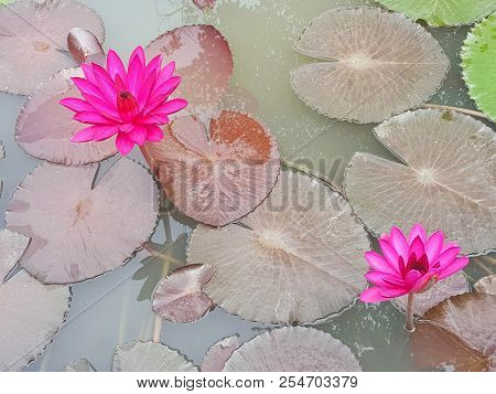 Lotus Flowers In Pond. Beautiful Nuture Background.