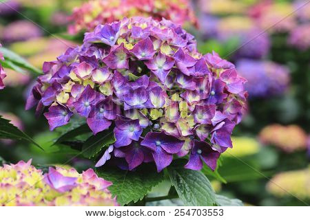Hydrangea Flowers,close-up Of Beautiful Purple With Yellow Flowers Blooming In The Garden In Summer,