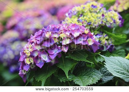 Hydrangea Flowers,close-up Of Beautiful Purple With Yellow Flowers Blooming In The Garden In Summer,