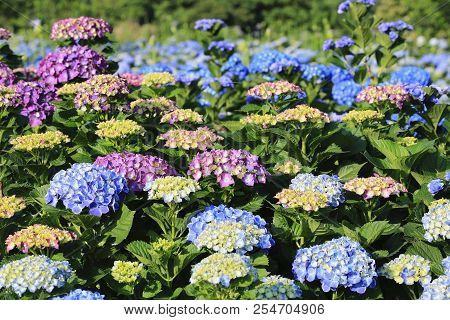 Hydrangea Flowers Field,beautiful View Of Yellow,blue And Purple Flowers Blooming In The Garden In S