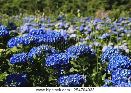 Hydrangea Flowers Field,beautiful View Of Blue With Yellow Flowers Blooming In The Garden In Summer,