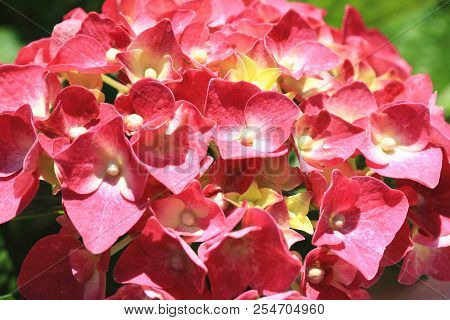 Hydrangea Flower Close-up,beautiful Red With Yellow Flower Blooming In The Garden In Summer,laurusti