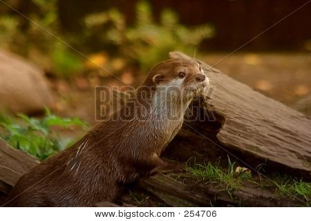 Otter - 7