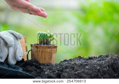 Small Plant Growing In The Garden. Fresh Start Of The Day. Save Environment And New Transformation L