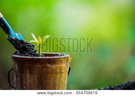 Small Plant Growing In The Garden. Fresh Start Of The Day. Save Environment And New Transformation L