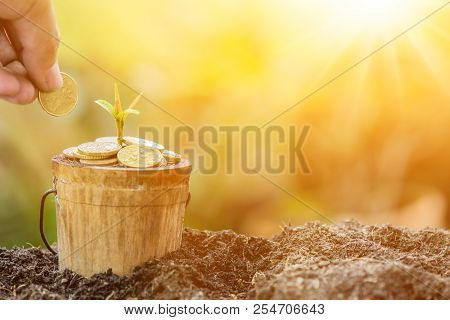 Small Plant Growing In The Garden. Fresh Start Of The Day. Save Environment And New Transformation L
