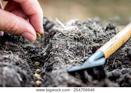 Small Plant Growing In The Garden. Fresh Start Of The Day. Save Environment And New Transformation L