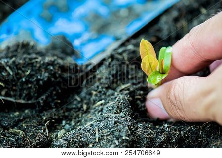 Small Plant Growing In The Garden. Fresh Start Of The Day. Save Environment And New Transformation L