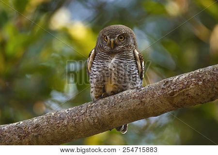 Jungle Owlet, Glaucidium Radiatum, Corbett Tiger Reserve, Uttarakhand, India