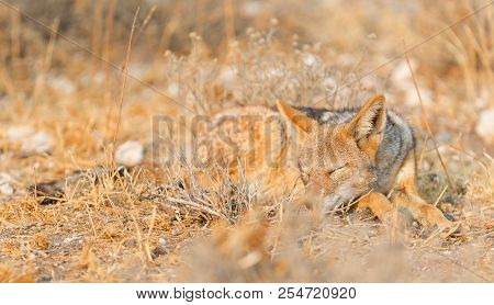 Black Backed Jackal (canis Mesomelas) In The Morning Sun, Kalahari