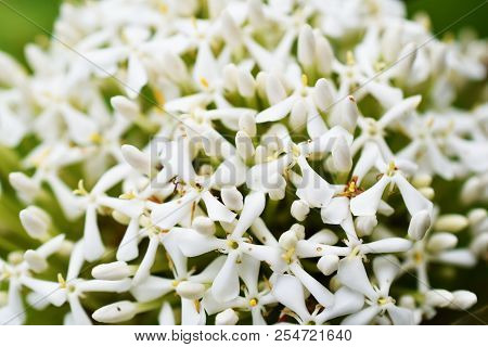 Close Up Of White Spike Flower Bouquet On Nature Background