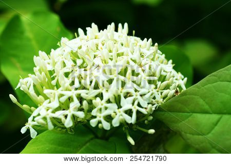 Close Up Of White Spike Flower Bouquet On Nature Background