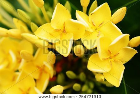 Close Up Of Yellow Spike Flower Bouquet On Nature Background