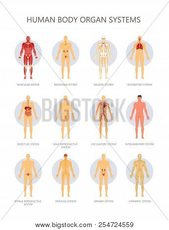 Human Body Biological Organ Systems Medical Infographic. Vector Muscular